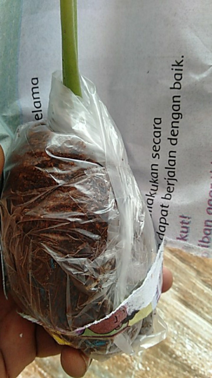 Keladi Tikus Variegata (mickey Mouse)