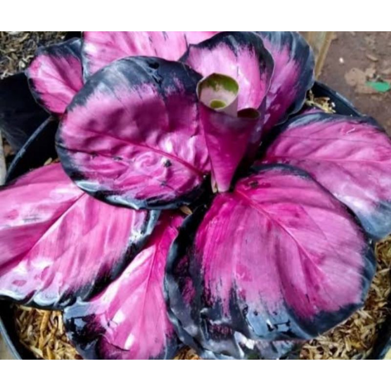 Jual Tanaman Calathea Crimson Shopee Indonesia