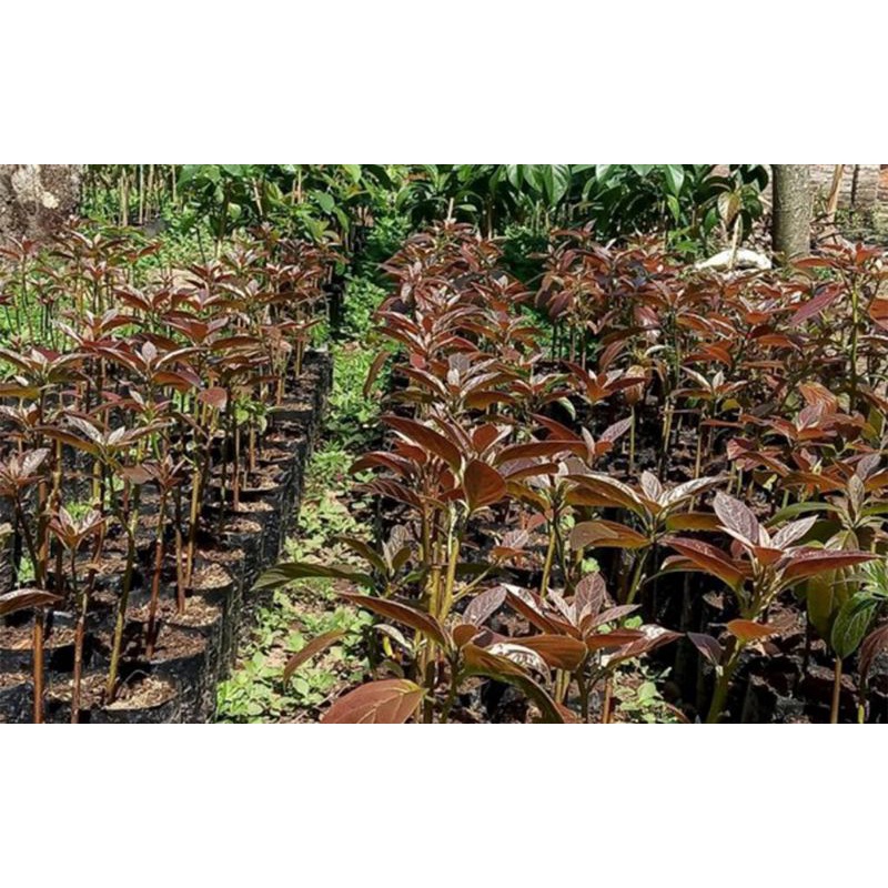 ENTRES ALPUKAT RED VIETNAM JAMINAN ASLI [bisa COD]