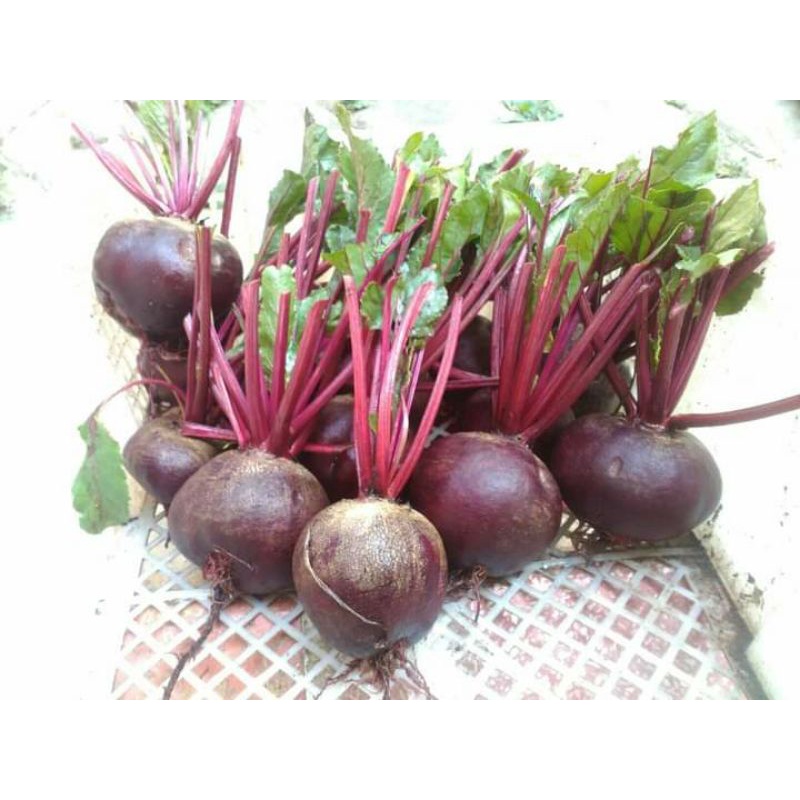 buah bit/beet root 1 kg