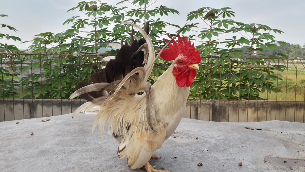 Tabasa Payung Tongkat Std Fiber Loko