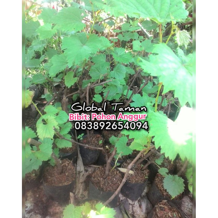 Bibit pohon anggur / Bibit tanaman anggur / Anggur hijau t3nar