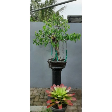 Bonsai beringin benjamina