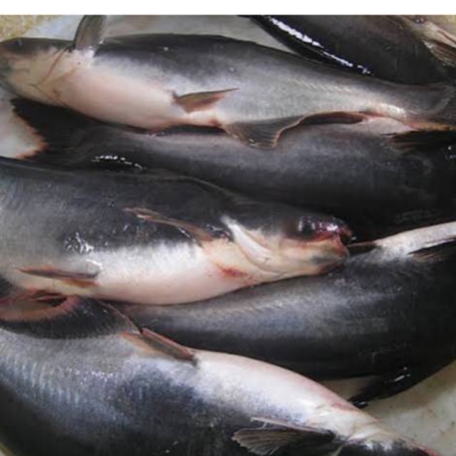 

Ikan Patin Segar / ekor ±500 gram