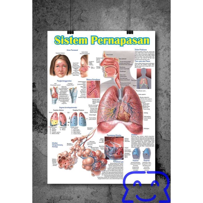 

Poster Sistem Pernapasan Manusia