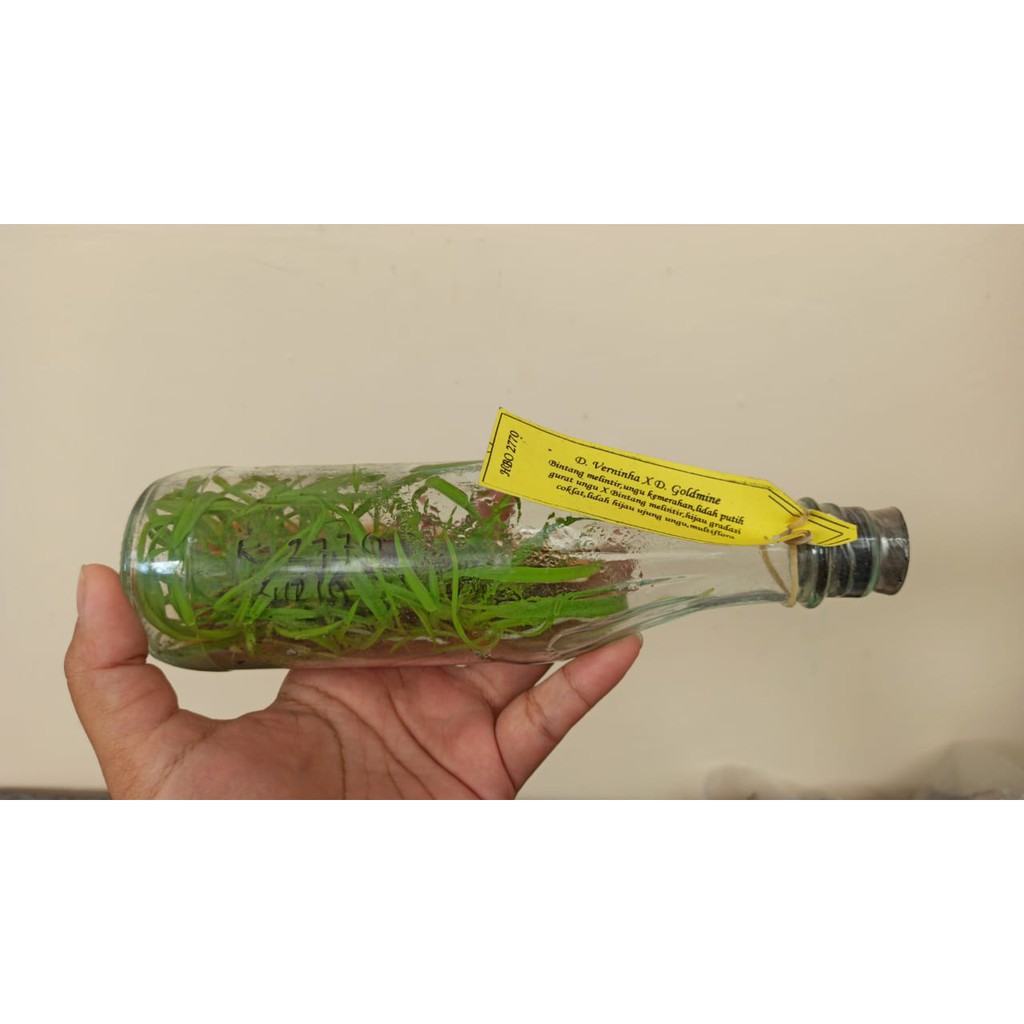 Bibit Bunga Anggrek Jenis Dendrobium