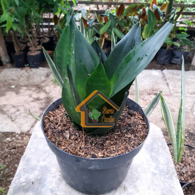 Tanaman hias sansevieria black dragon