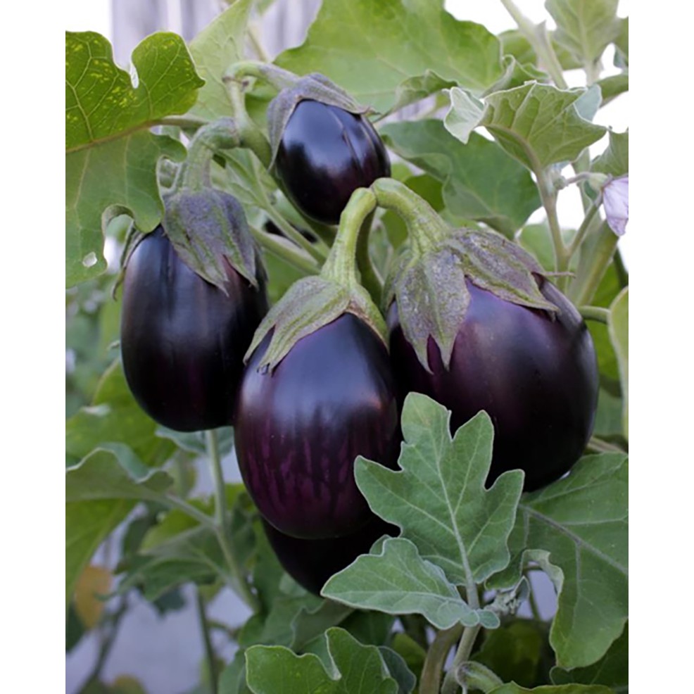 Benih-Bibit Terong Black Beauty (Haira Seed)