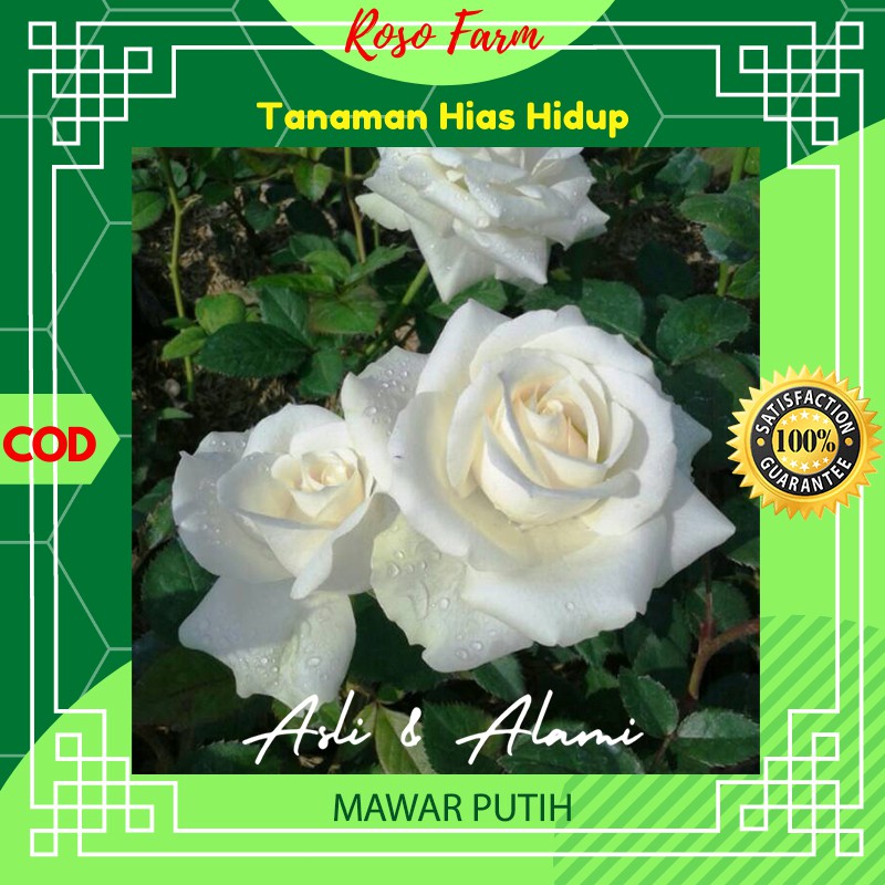 Bunga Mawar Putih Kebun Berkebun Bibit Benih Bunga Kembang Tanaman Hias Asli Alami Hidup