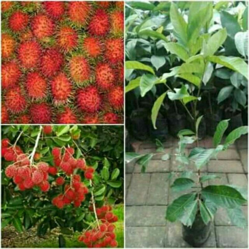 Bibit Pohon Rambutan Binjai Okulasi || Bibit Stek Rambutan Binjai 1thun Panen