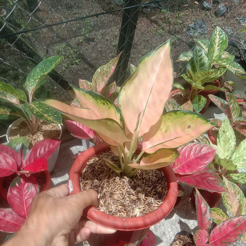 aglonema kocin sutra