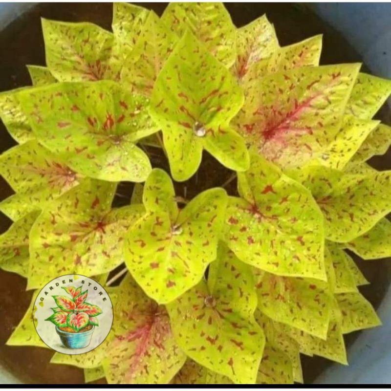 PROMO Umbi Caladium Yellow Leopard - keladi hias import thailand