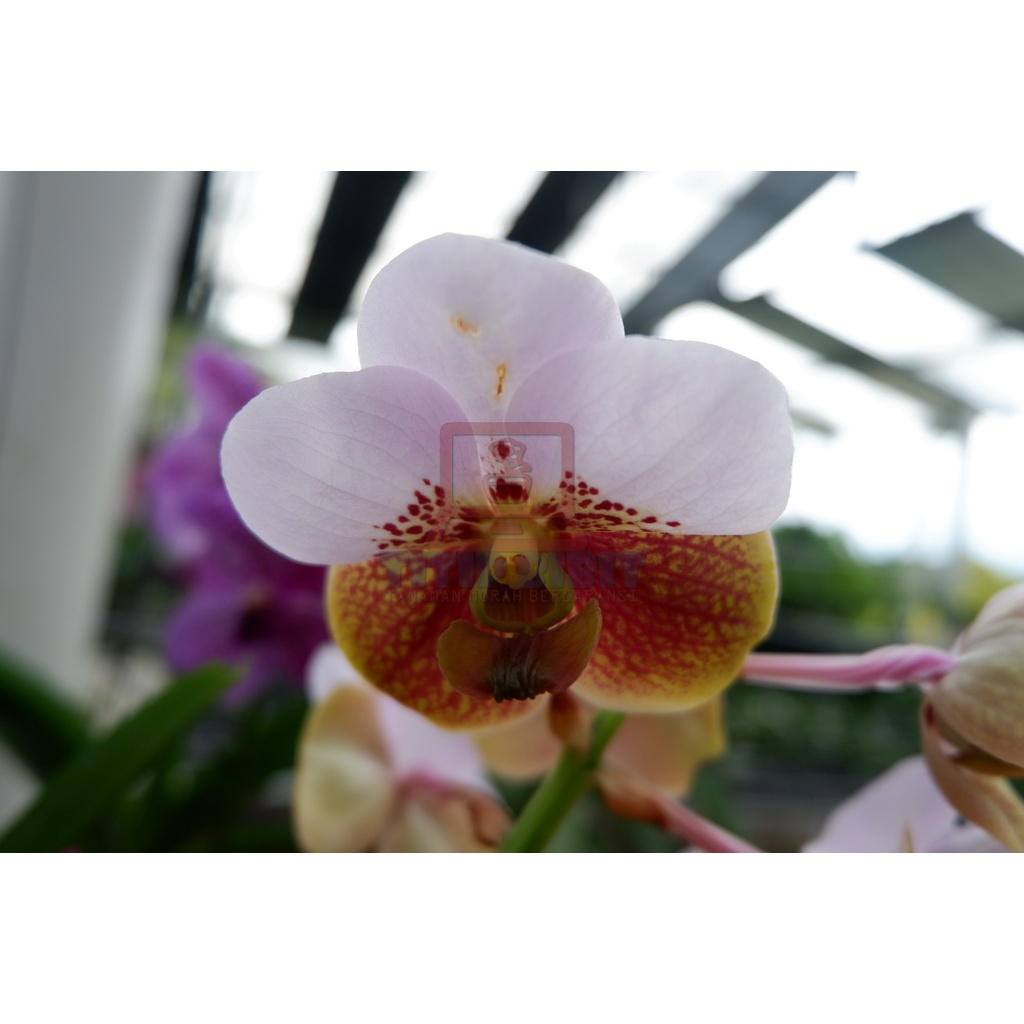 Anggrek Botol Vanda Hybrid Kualitas Terbaik BERGARANSI