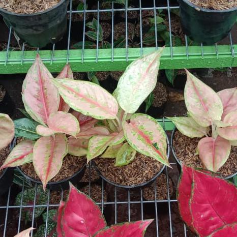 Aglonema Light Of Diamond (Lod)/Tanaman Hias Aglonema/Lod