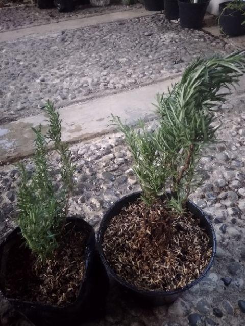 Tanaman Hias Rosemary Anti Nyamuk