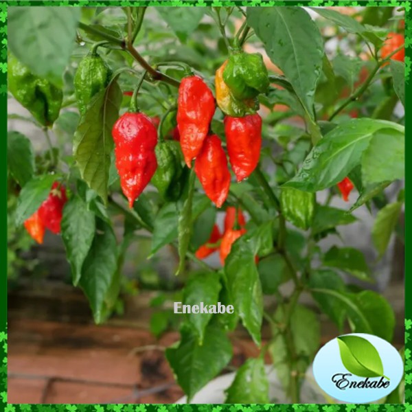 Bibit Cabe But Jolokia Benih Biji Cabe Super Pedas