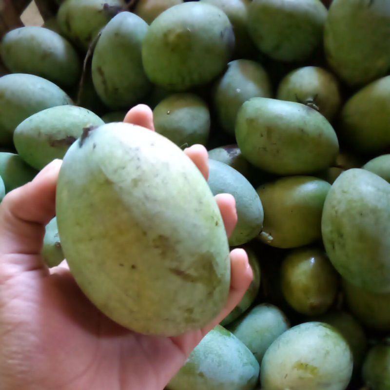 

Mangga Manalagi