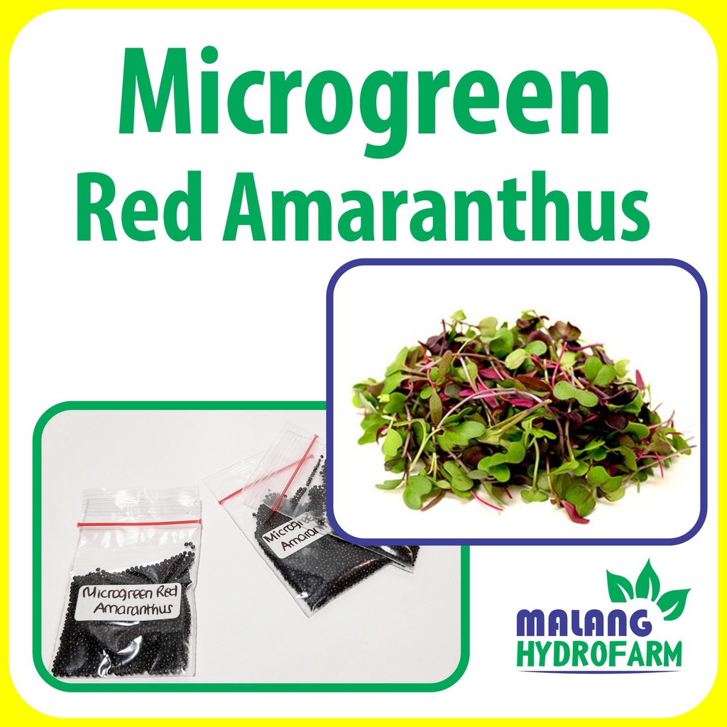 Jual Benih Microgreen Red Amaranthus Bayam Merah Unggulan Berkualitas