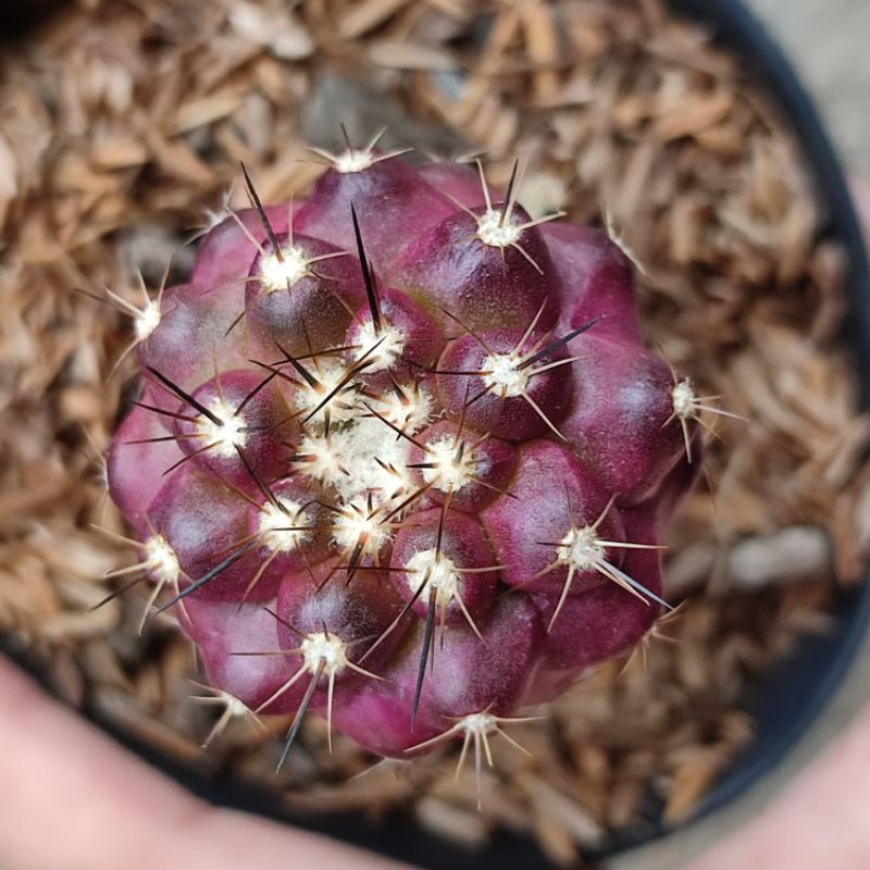 Kaktus Grafting Copiapoa ungu
