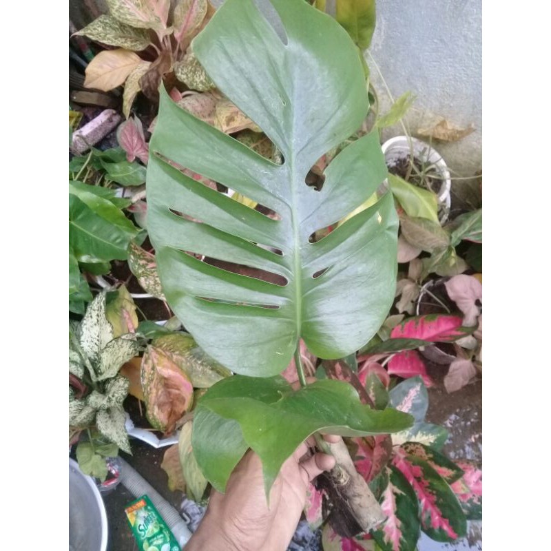 Monstera Ekor Naga Shopee Indonesia