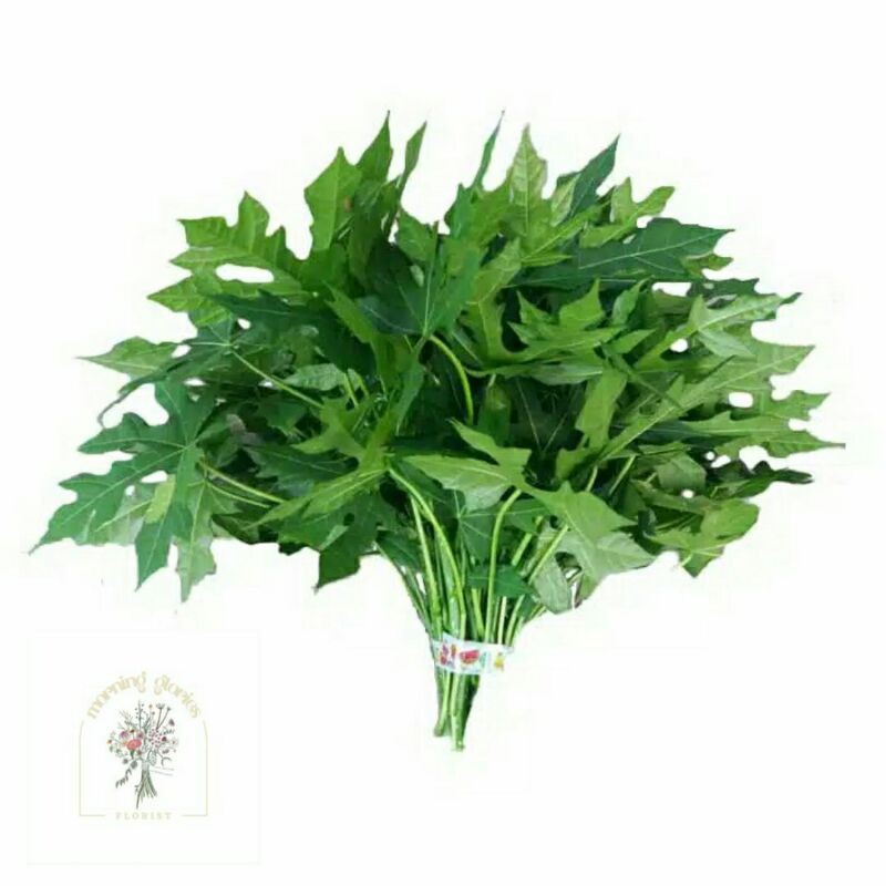 

Daun Pepaya Jepang /ikat (tumisan/herbal)