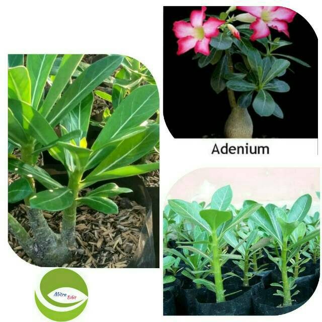 Bibit Tanaman Hias Adenium Kamboja Jepang Bunga Pink Shopee