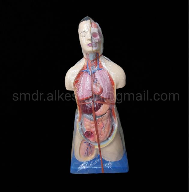 Alat peraga anatomi lakilaki torso pria