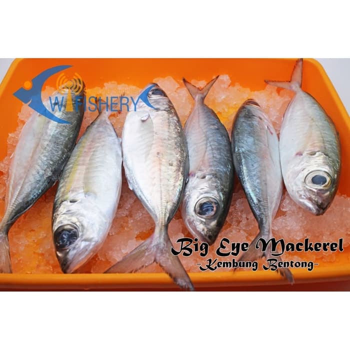 

Varian Ikan Kembung - Mackerel Frozen