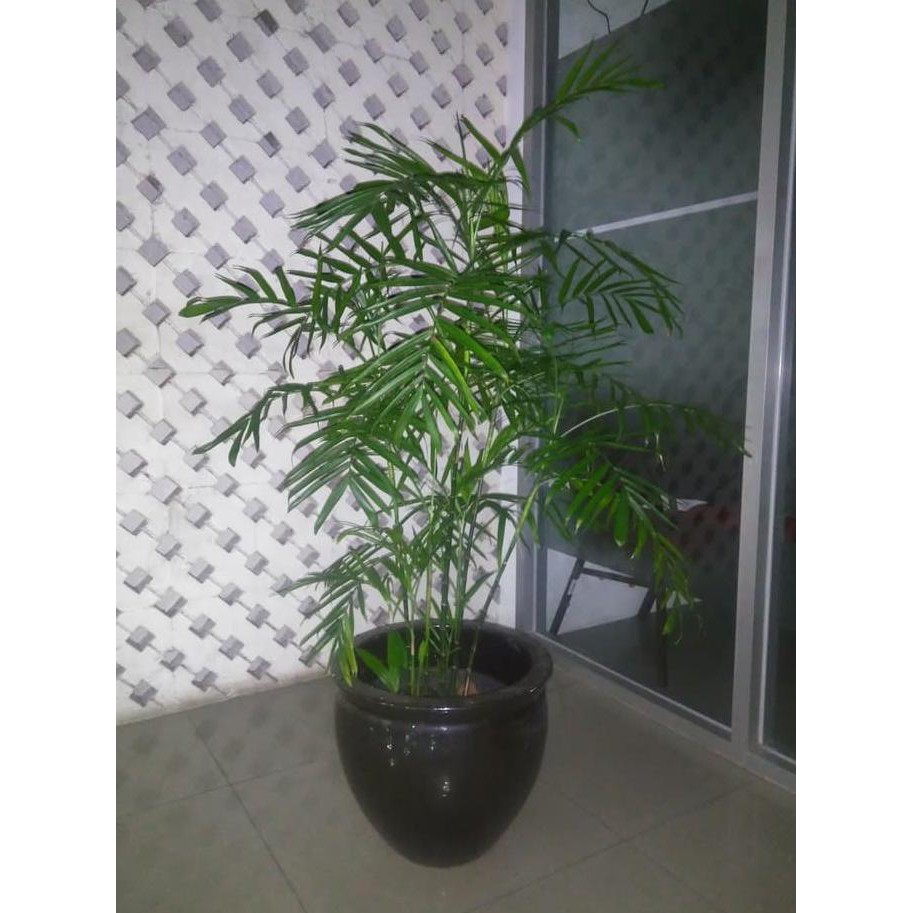 Tanaman Palem Komodoria Komdoria Palem Bambu Indoor Plant Bergaransi Shopee Indonesia