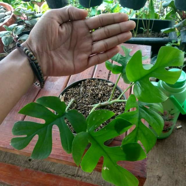 Tanaman hias monstera mini - monstera minima