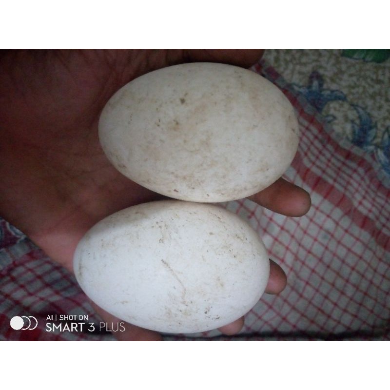 

telur angsa segar bisa di tetaskan dan sumber vitamin