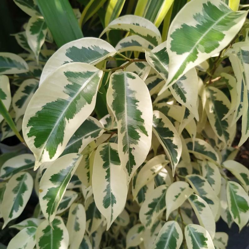 tanaman beringin varigata ficus benjamina