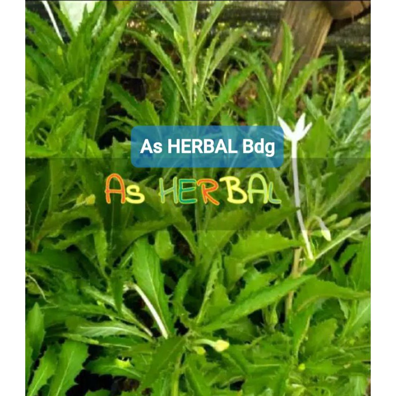 

Daun Kitolod atau Kitolo Segar 500 gram-az
