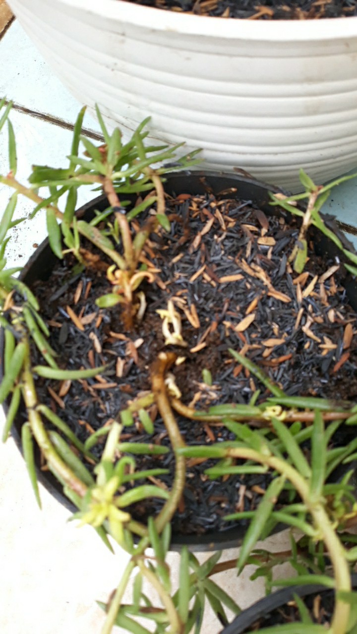 Portulaca Mini Batik Ungu Tumpuk/portulaca Grandiflora Double Petal