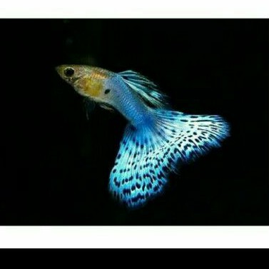 guppy japan blue aquascape ikan hias air twar aquarium