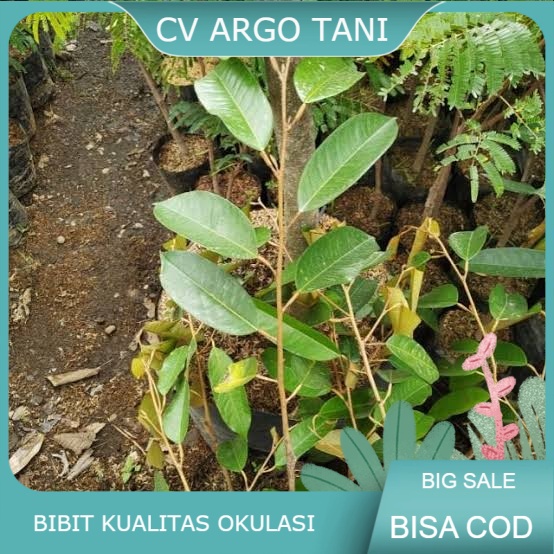 Bibit durian tembaga bangka super