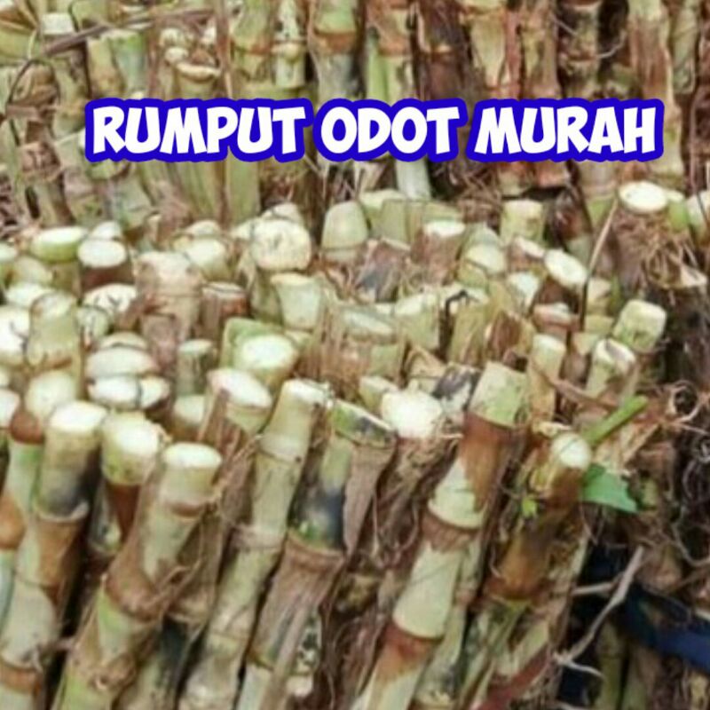 Bibit Rumput Odot Kiloan pakan sapi dan kambing