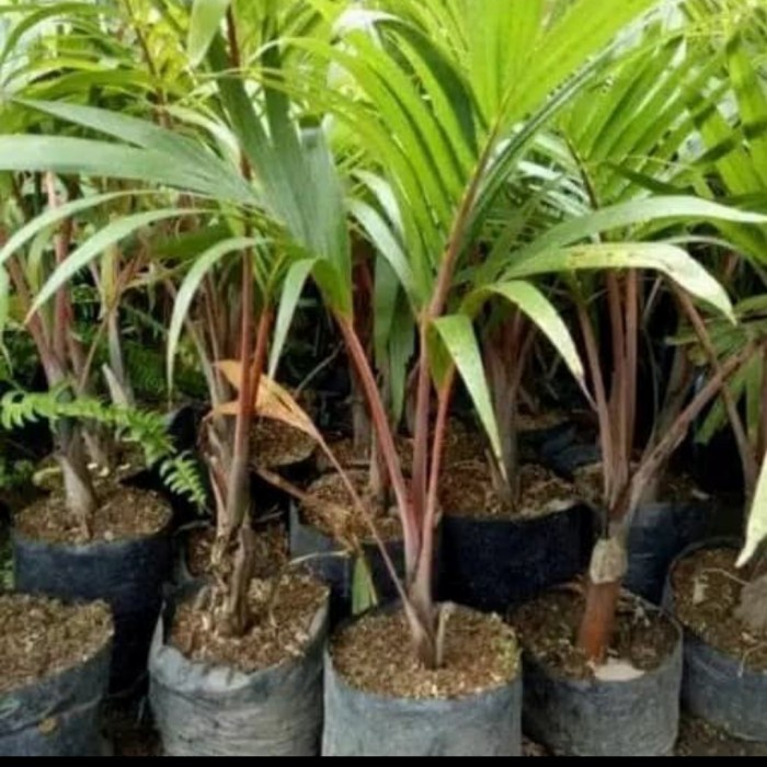 Tanaman Hias Palem Merah Dalam Pot