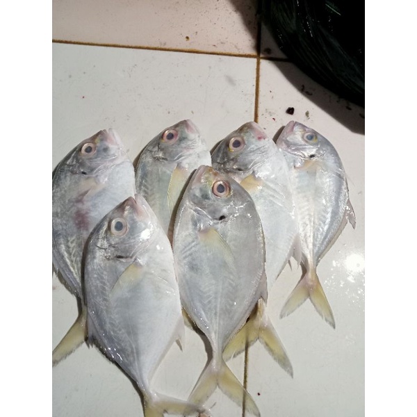 

Ikan kue
