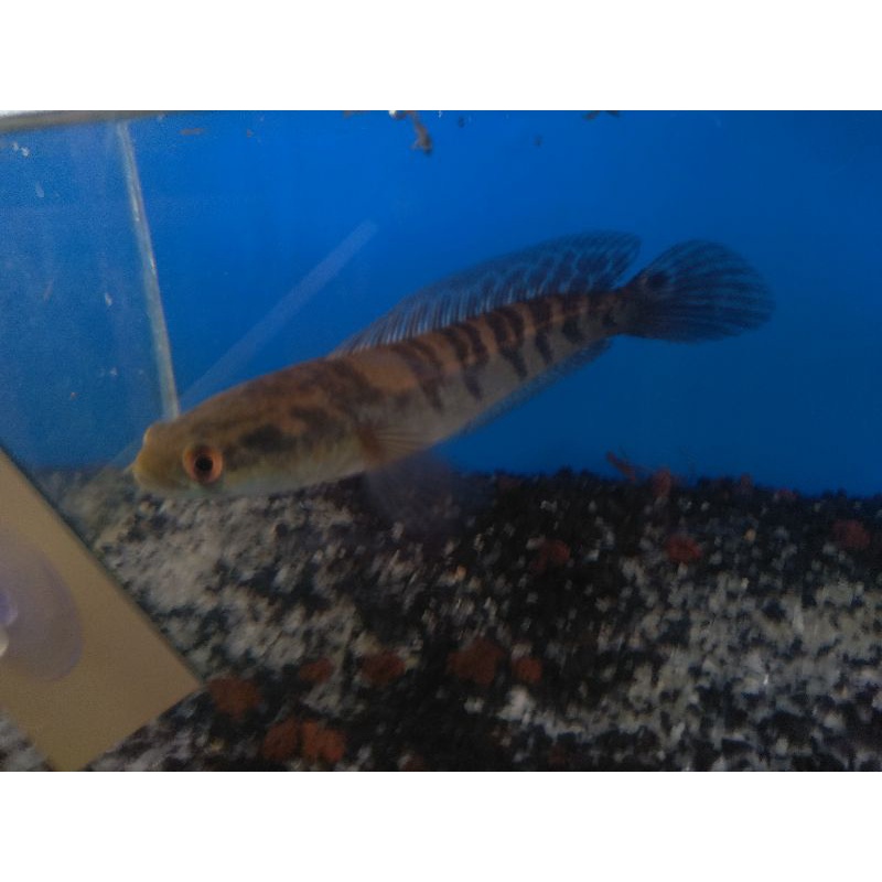 CHANA YELLOW SENTARUM MURAH