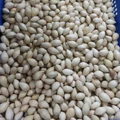 

Pek Kue / Ginko Nut / Ginkgo Nut / Bai Guo / Pek Ko per 100g
