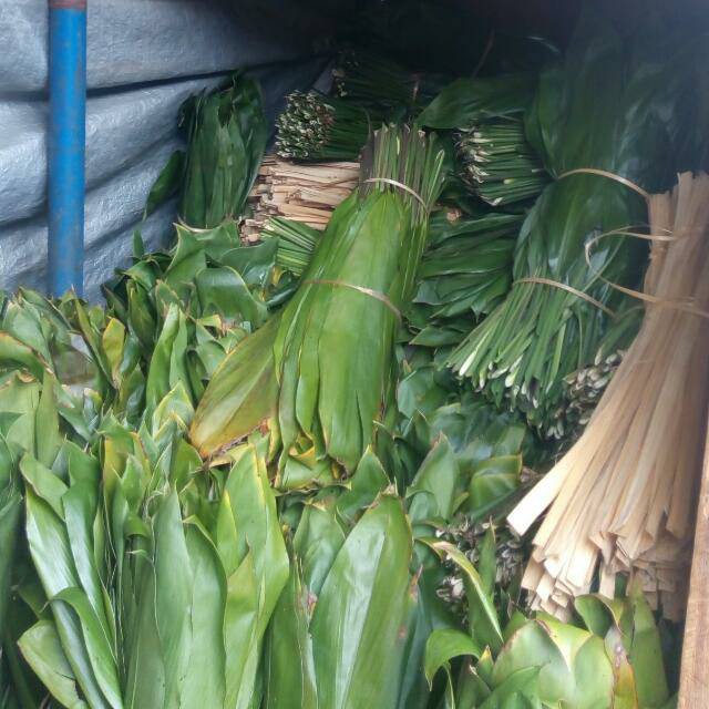 

Bahan bungkus bacang 1 kg daun hanjuang/andong segar siap petik