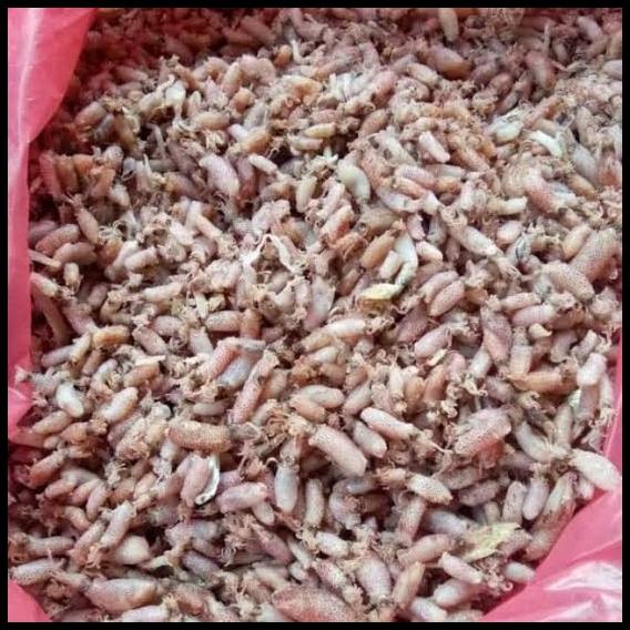 

Cumi Baby Asin Kering Khas Medan Berat 250Gram