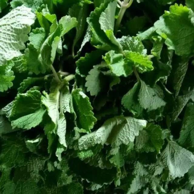 

Daun bangun bangun segar organik 500 gram