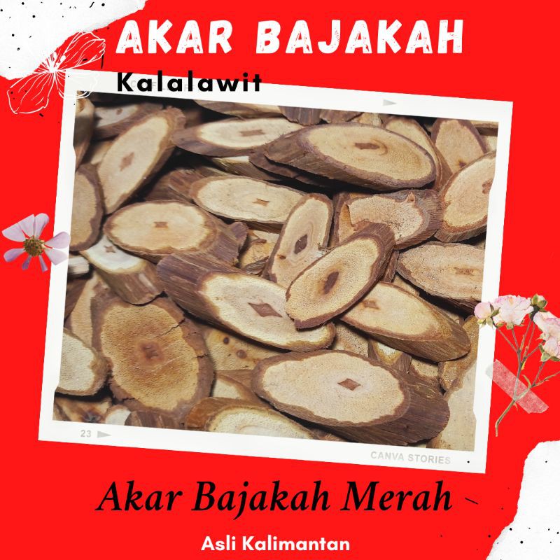 

Akar Bajakah Merah Kalalawit Kalimantan 250gram Kering