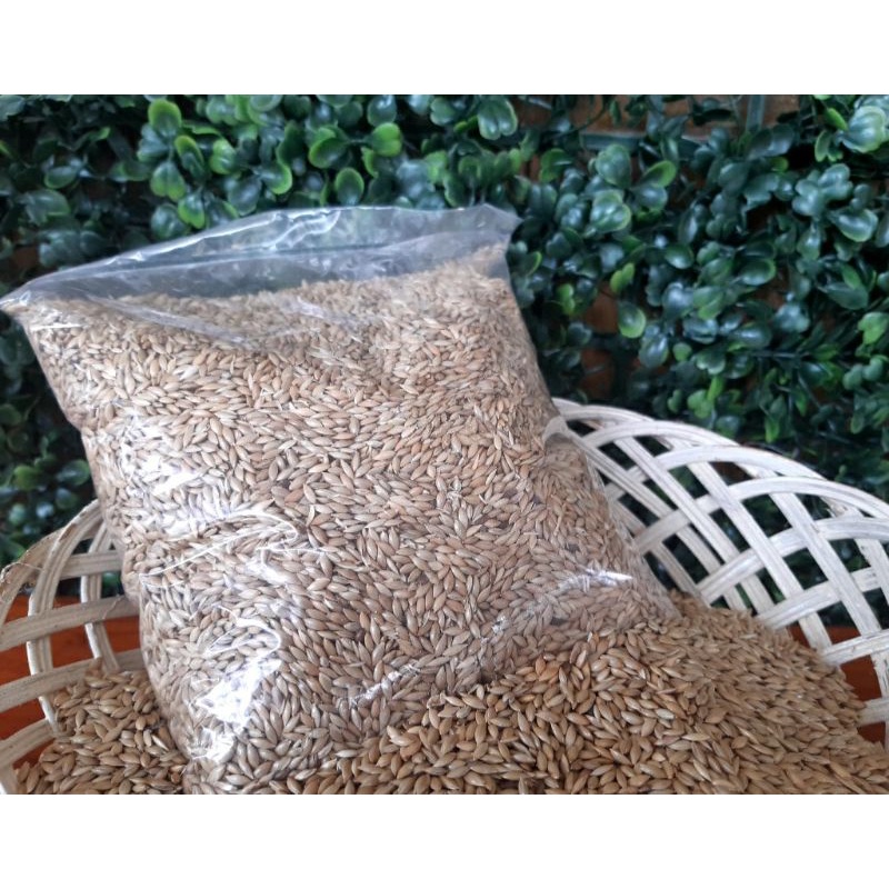 Jual Biji Kenari 1 Kg Free Bubble Wrap Canary Seed Kenari Seed Pakan