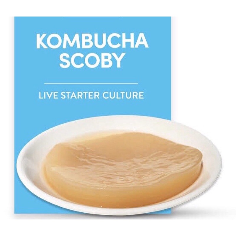 

Scoby Kombucha Starter Probiotic Fermented Tea Cultures Bibit Teh Fermentasi Kombucha Jamur Scoby