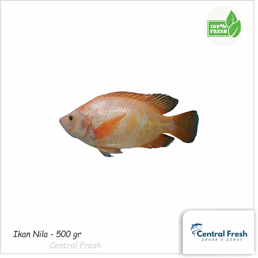 

Ikan Nila Fresh - 500 gr