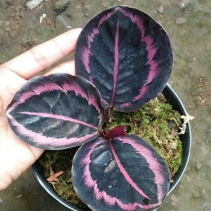 TANAMAN HIAS CALATHEA BLACK LIPSTICK / POHON HIAS CALATHEA BLACK LIPSTICK / CALATHEA BLACK LIPSTIK