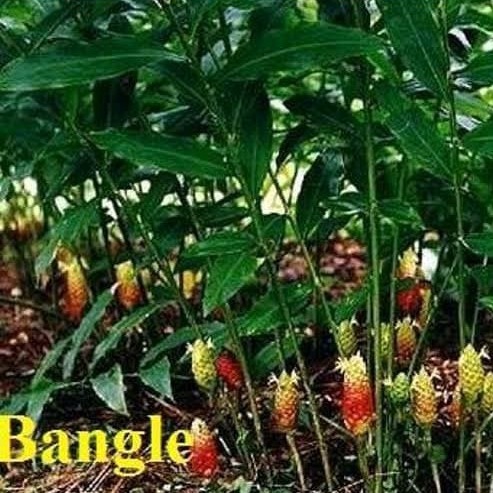 

Termurahh Bangle - Dlingo Bengle - Banglai - jahe emprit